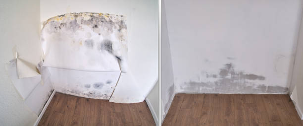 Best Certified Mold Removal  in St Peters, MO